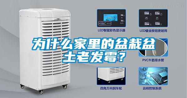 為什么家里的盆栽盆土老發(fā)霉？