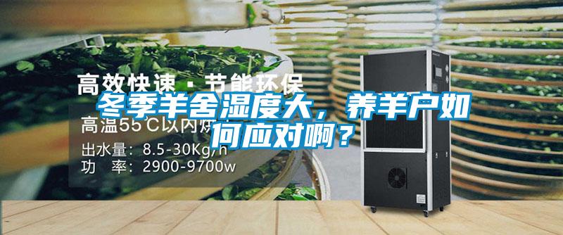 冬季羊舍濕度大，養(yǎng)羊戶如何應(yīng)對?。?></div>
								<div   id=