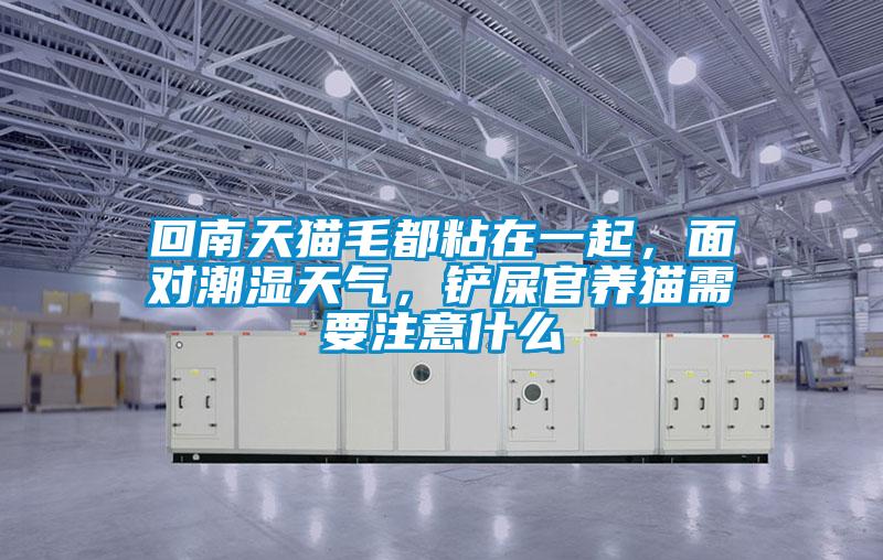 回南天貓毛都粘在一起，面對潮濕天氣，鏟屎官養(yǎng)貓需要注意什么