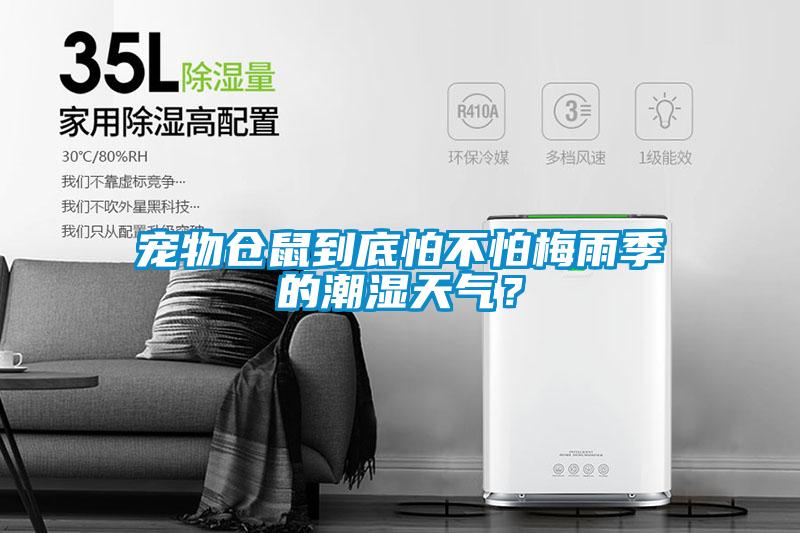 寵物倉鼠到底怕不怕梅雨季的潮濕天氣？