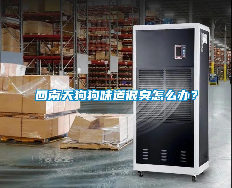 回南天狗狗味道很臭怎么辦？