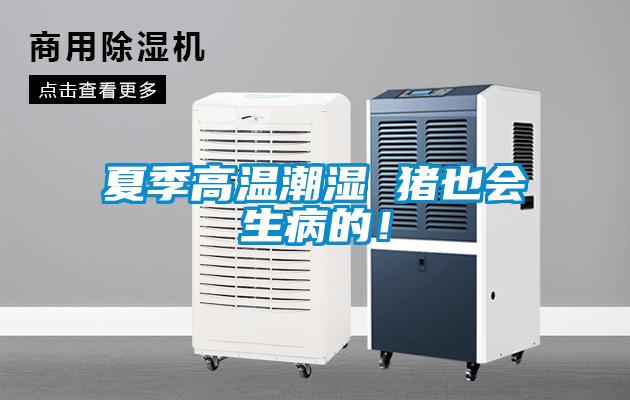 夏季高溫潮濕 豬也會(huì)生病的！
