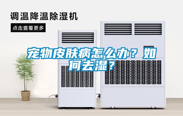 寵物皮膚病怎么辦？如何去濕？