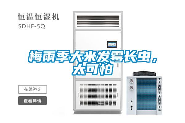 梅雨季大米發(fā)霉長(zhǎng)蟲(chóng)，太可怕