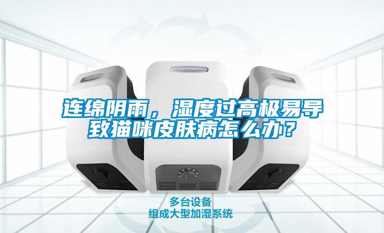 連綿陰雨，濕度過高極易導致貓咪皮膚病怎么辦？