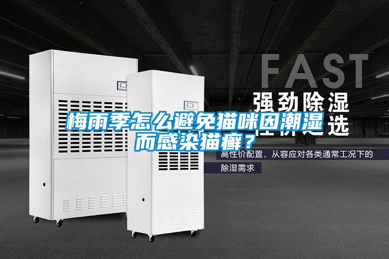 梅雨季怎么避免貓咪因潮濕而感染貓癬？