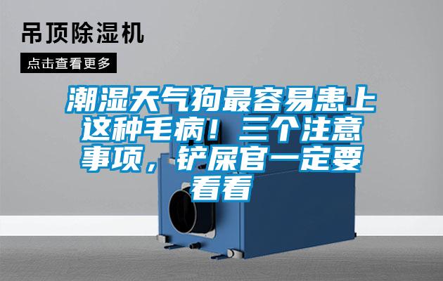 潮濕天氣狗最容易患上這種毛??！三個注意事項，鏟屎官一定要看看