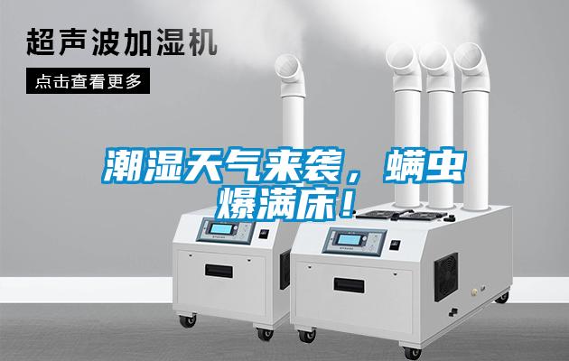 潮濕天氣來襲，螨蟲爆滿床！