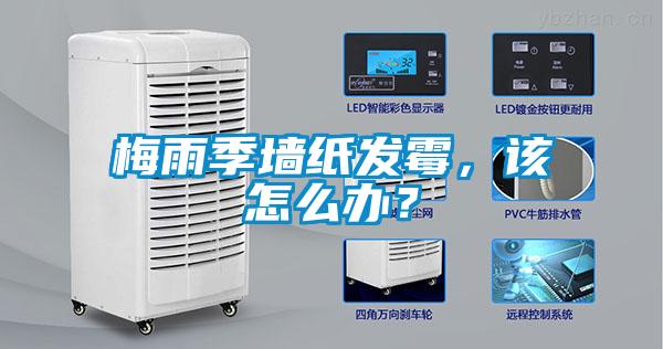 梅雨季墻紙發(fā)霉，該怎么辦？