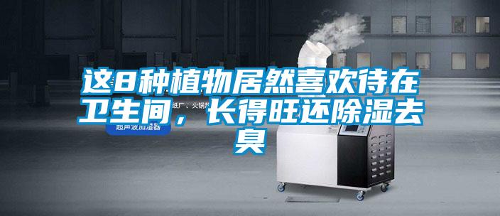 這8種植物居然喜歡待在衛(wèi)生間，長得旺還除濕去臭