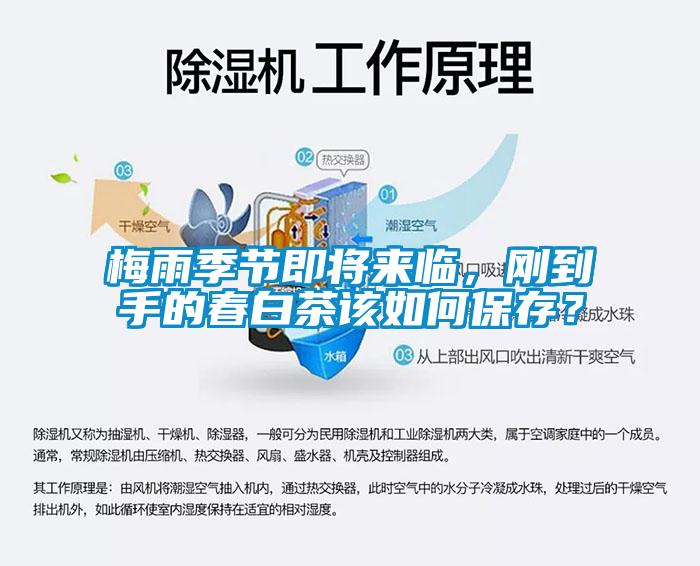 梅雨季節(jié)即將來臨，剛到手的春白茶該如何保存？