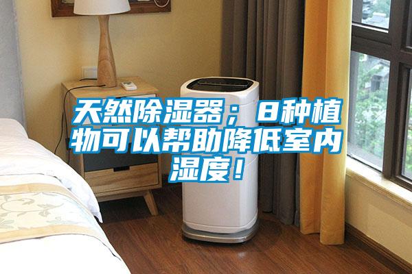 天然除濕器；8種植物可以幫助降低室內(nèi)濕度！