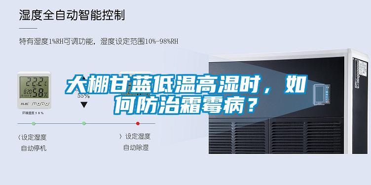 大棚甘藍(lán)低溫高濕時，如何防治霜霉??？